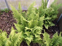 Hardy Fern Dryopteris affinis 'Crispa'